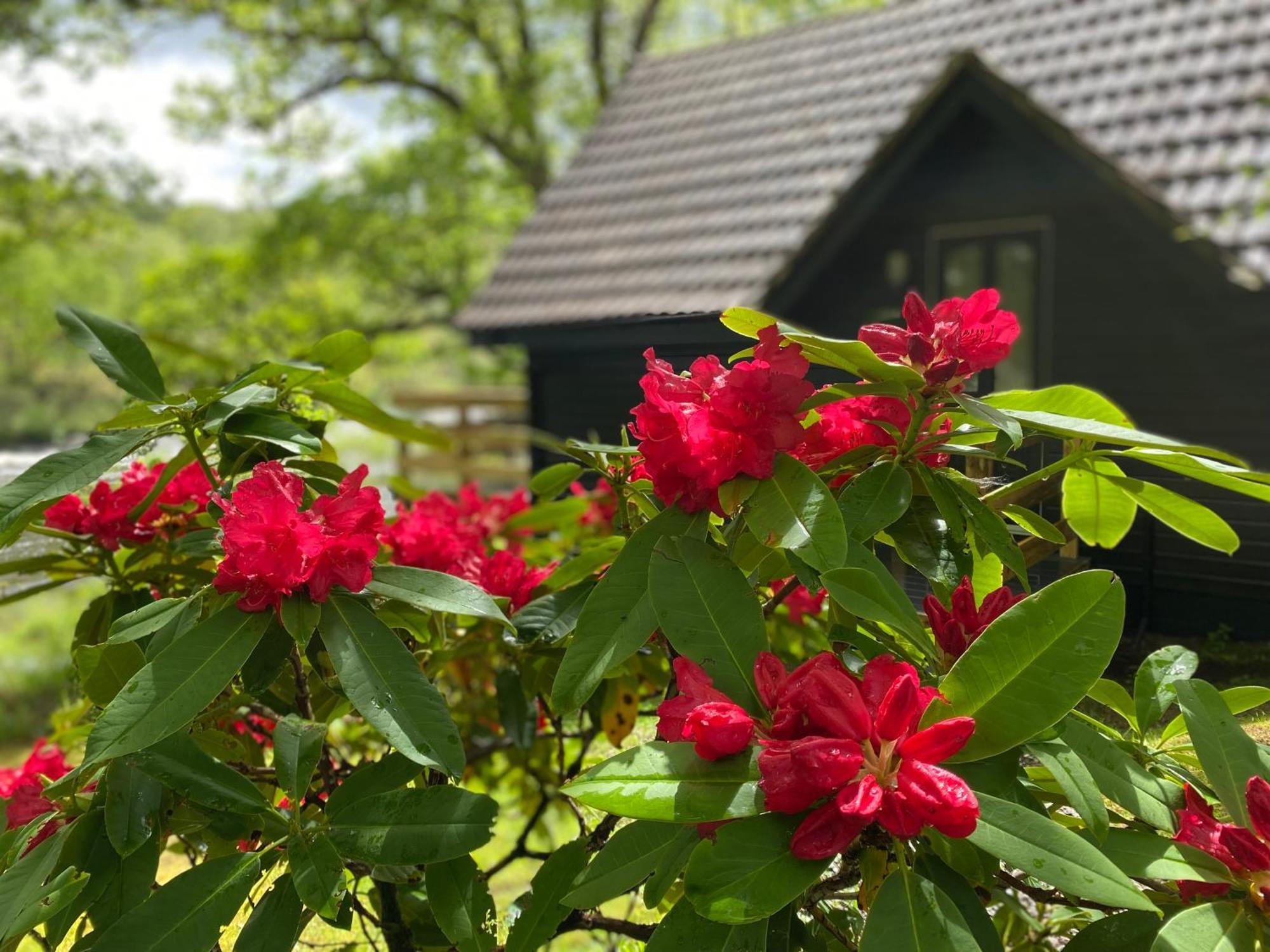Burnbank Lodges Спийн Бридж Екстериор снимка